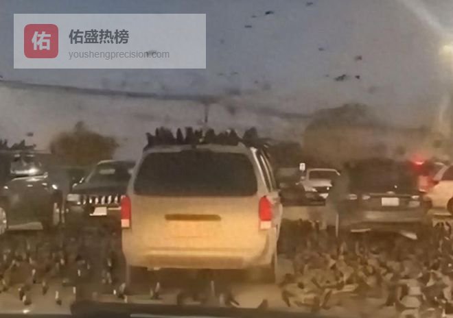 大群食腐乌鸦盘旋特拉维夫：这回该内塔尼亚胡慌了，伤亡瞒不住了