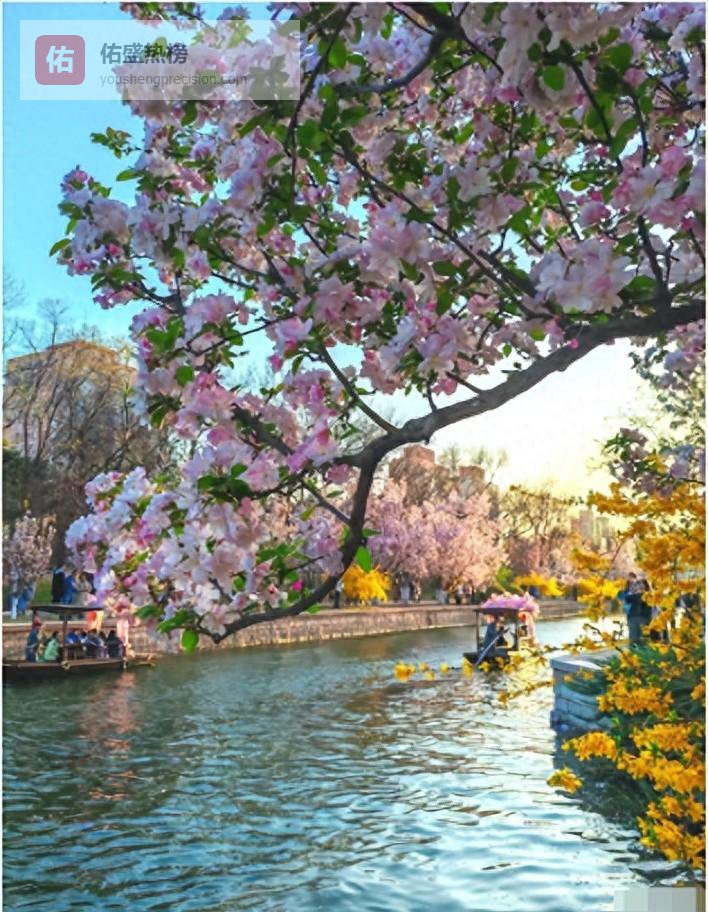 四月春行指南：花海、雪山与古城的限定浪漫