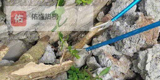 家蛇图鉴：认识5种常见无毒锦蛇