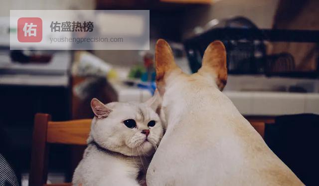 双子座感情困局：现实阻碍与转机并存