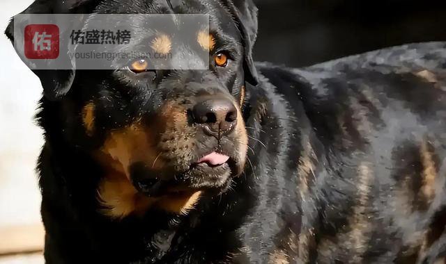 父亲养藏獒6年，它凌晨舔他脸，父亲以为它在示爱,儿子：赶快送走