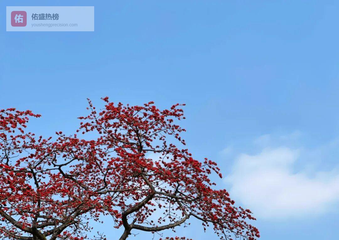 木棉：从岭南春色到诗画乡愁的千年火红