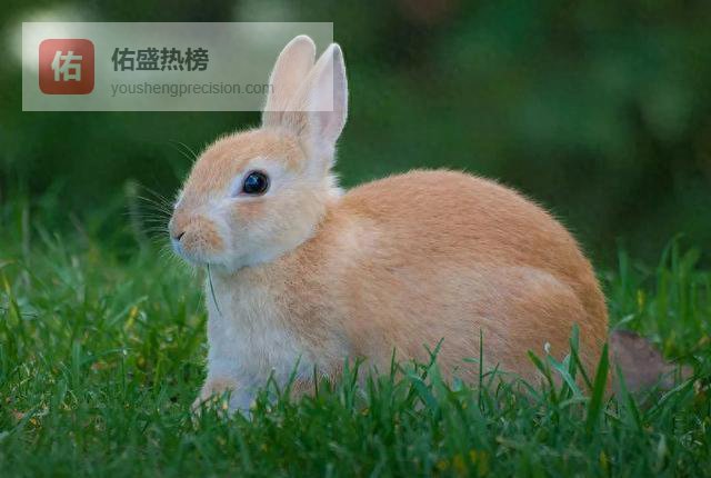 属兔人：4月6～8日家里两件大喜事，第二件要提前准备！