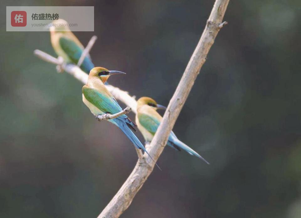 “最美小鸟”回家筑“爱巢”