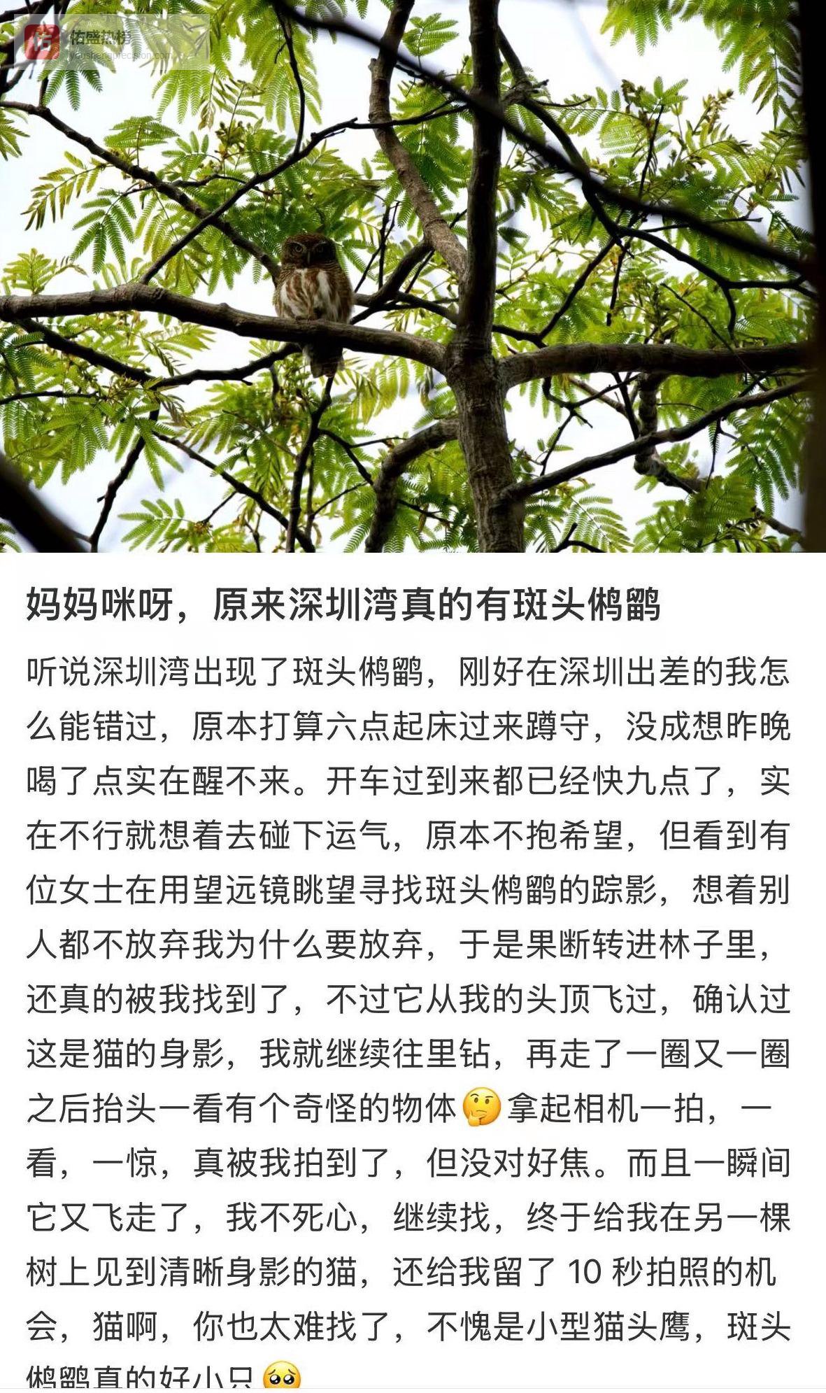 野山羊“刷新”在河边！出门遛个弯儿，在深圳偶遇“神奇动物”