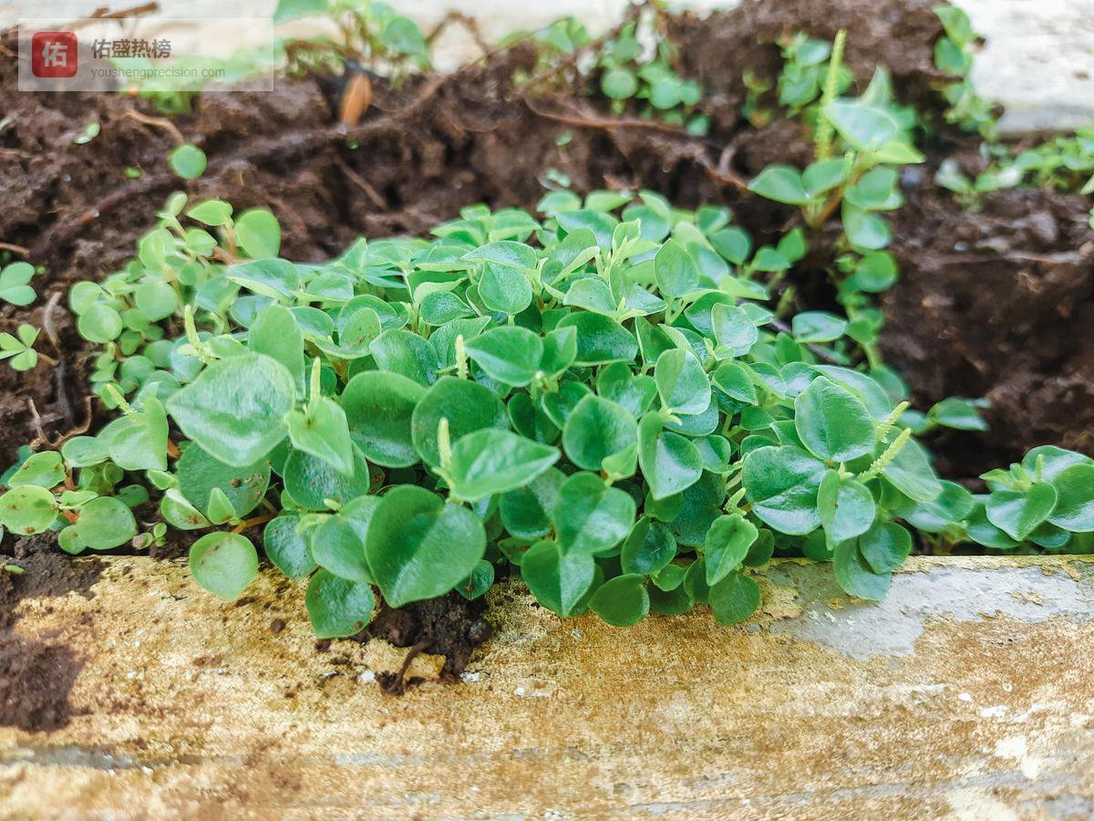 野菜虽鲜，尝前“三问”：你采的真是无毒的美味吗？