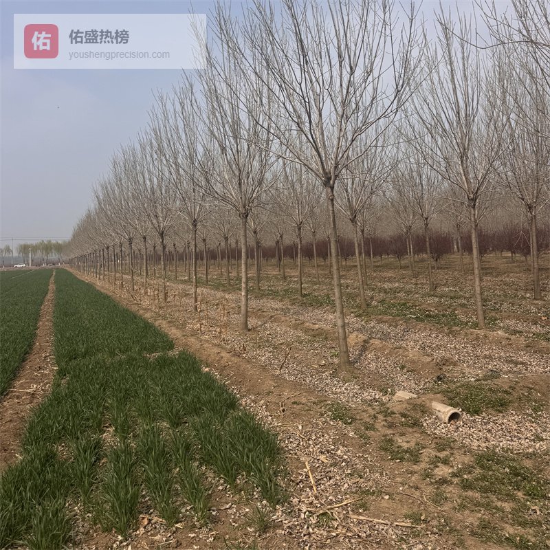 北京23公分法桐价格及选购要点参考