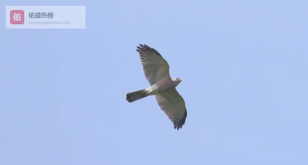 冠头岭褐耳鹰：从2只到409只的生态逆袭