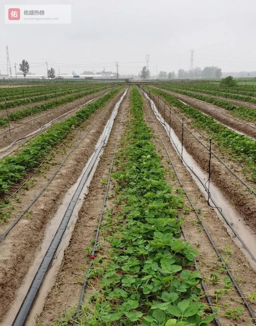 暴雨季草莓育苗“六步自救指南”