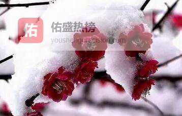 十二花信风：你的生辰花告诉你什么？