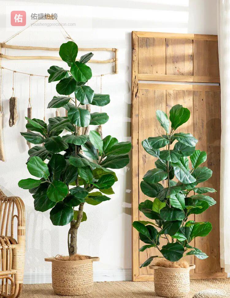 冬季琴叶榕“保命”五不要