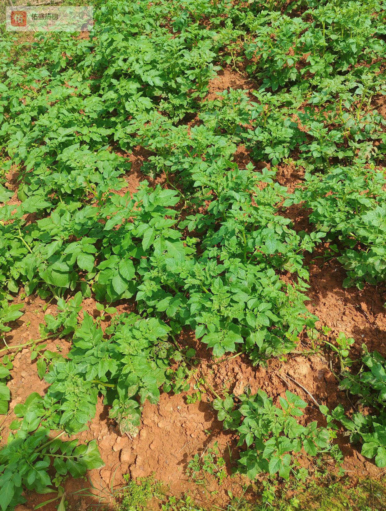 谷雨：春末最后的仪式与祛湿养生指南