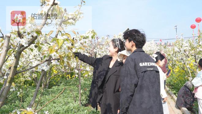 怀远徐圩2026年梨花文化旅游季开幕