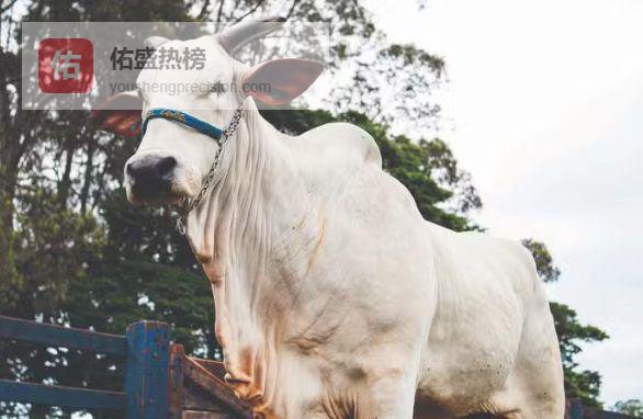 一头牛价值超7000万：解码全球最贵母牛背后的农业财富密码