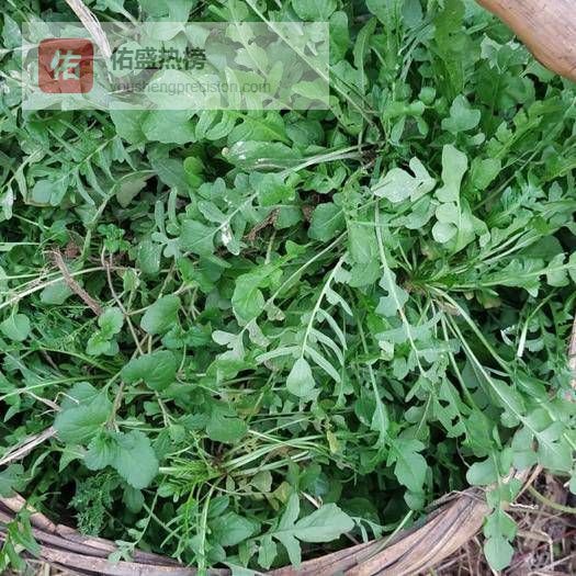 春日寻鲜记：三步教你挑到最嫩荠菜