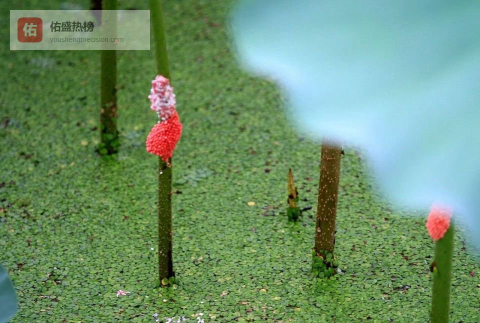 广东近期多见这种“粉红泡泡”，千万别碰！