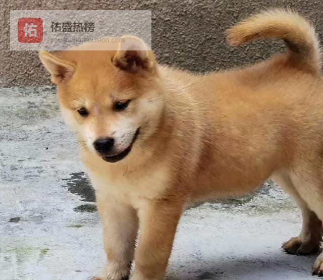 公认“最忠诚”的5种狗，一生只认一家门，养了就要负责到底！