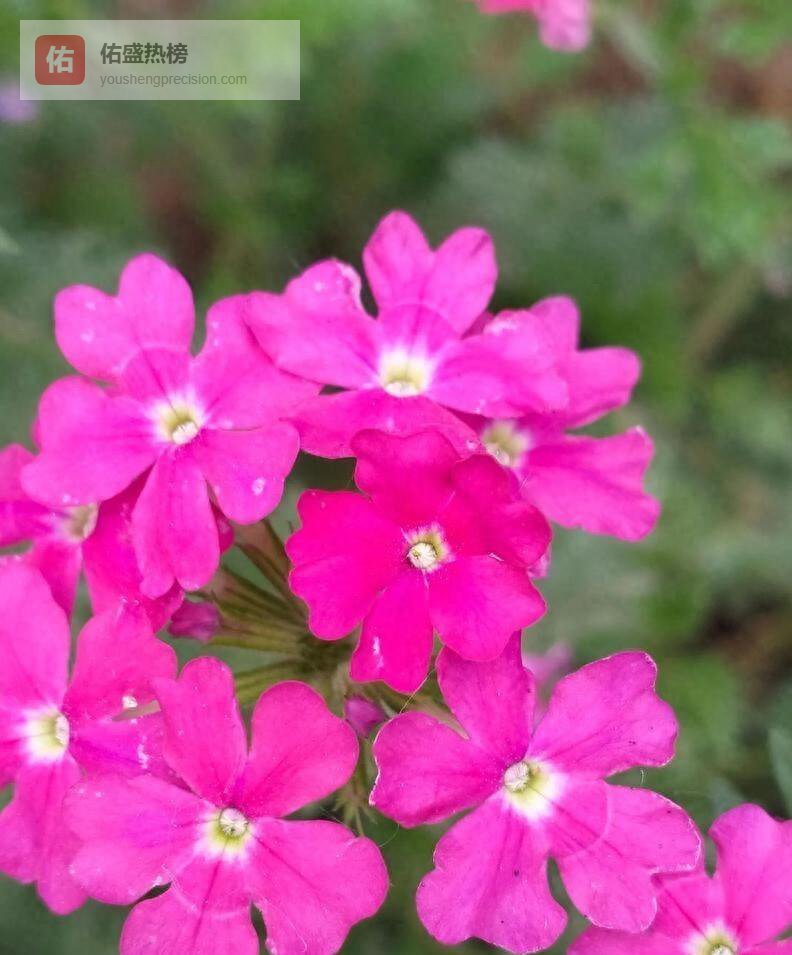 “草花皇后”美女樱，比绿萝好养，比彩虹灿烂，新手也能养爆盆