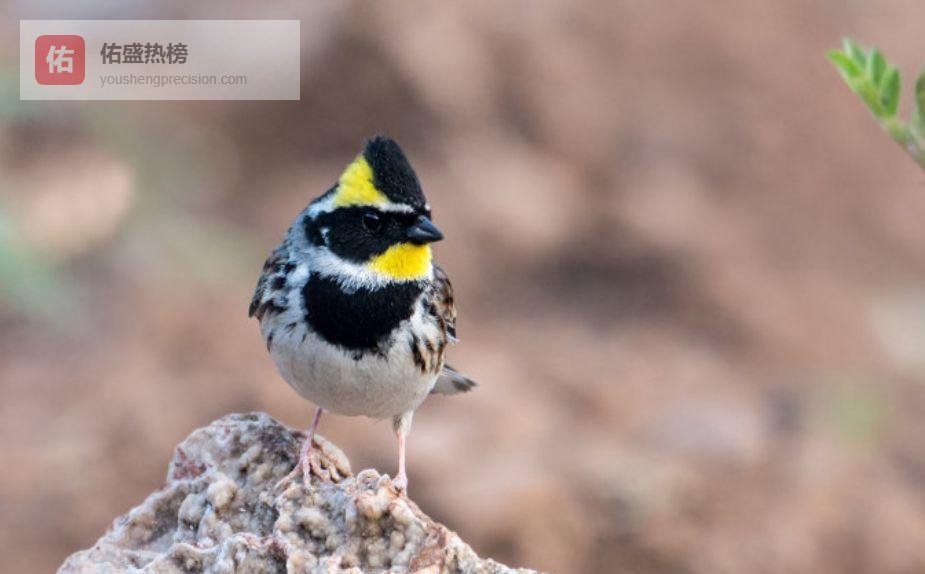 养鹀手记：从“全军覆没”到再试一次