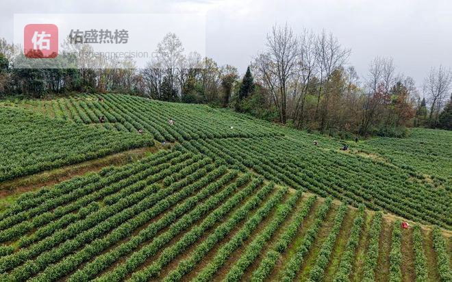 道真：明前茶香溢 亲子上春山
